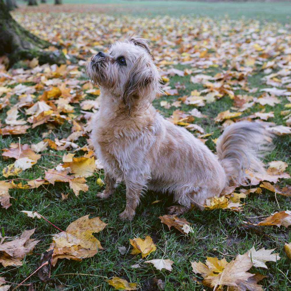 Dog Behaviour Training Classes in Carlisle