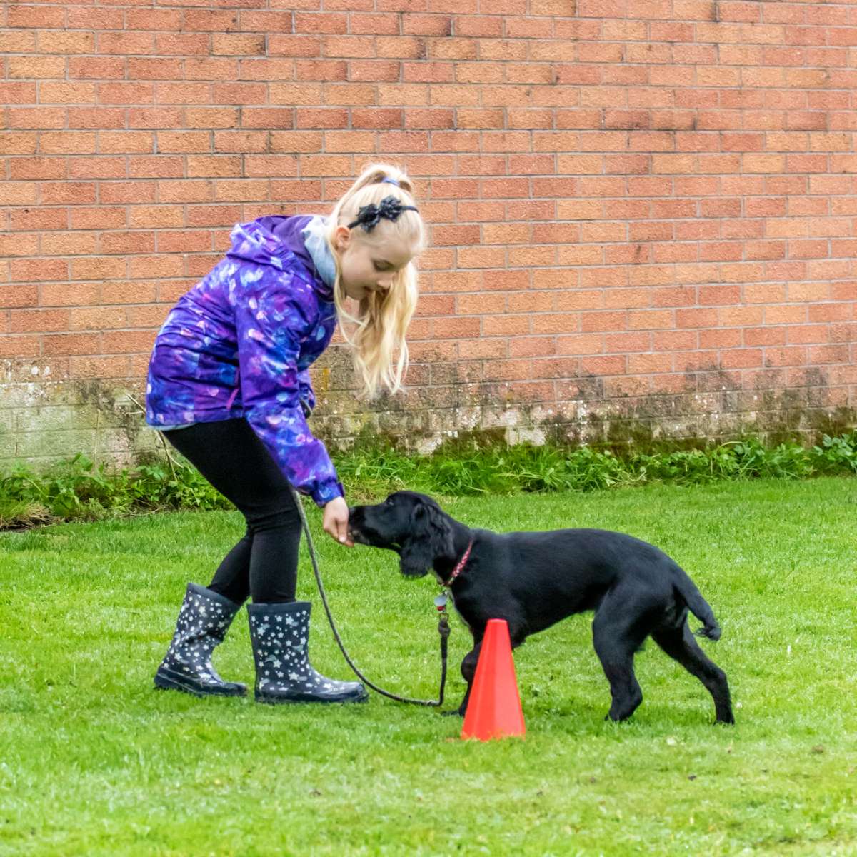 1-1 Dog and Puppy Training Classes in Carlisle