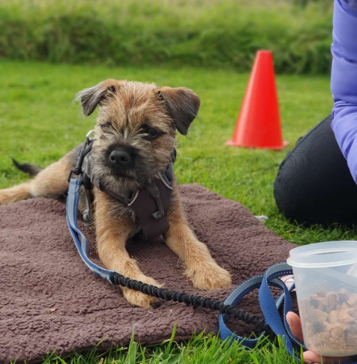 1 to 1 dog training and behaviour support Carlisle, Cumbria