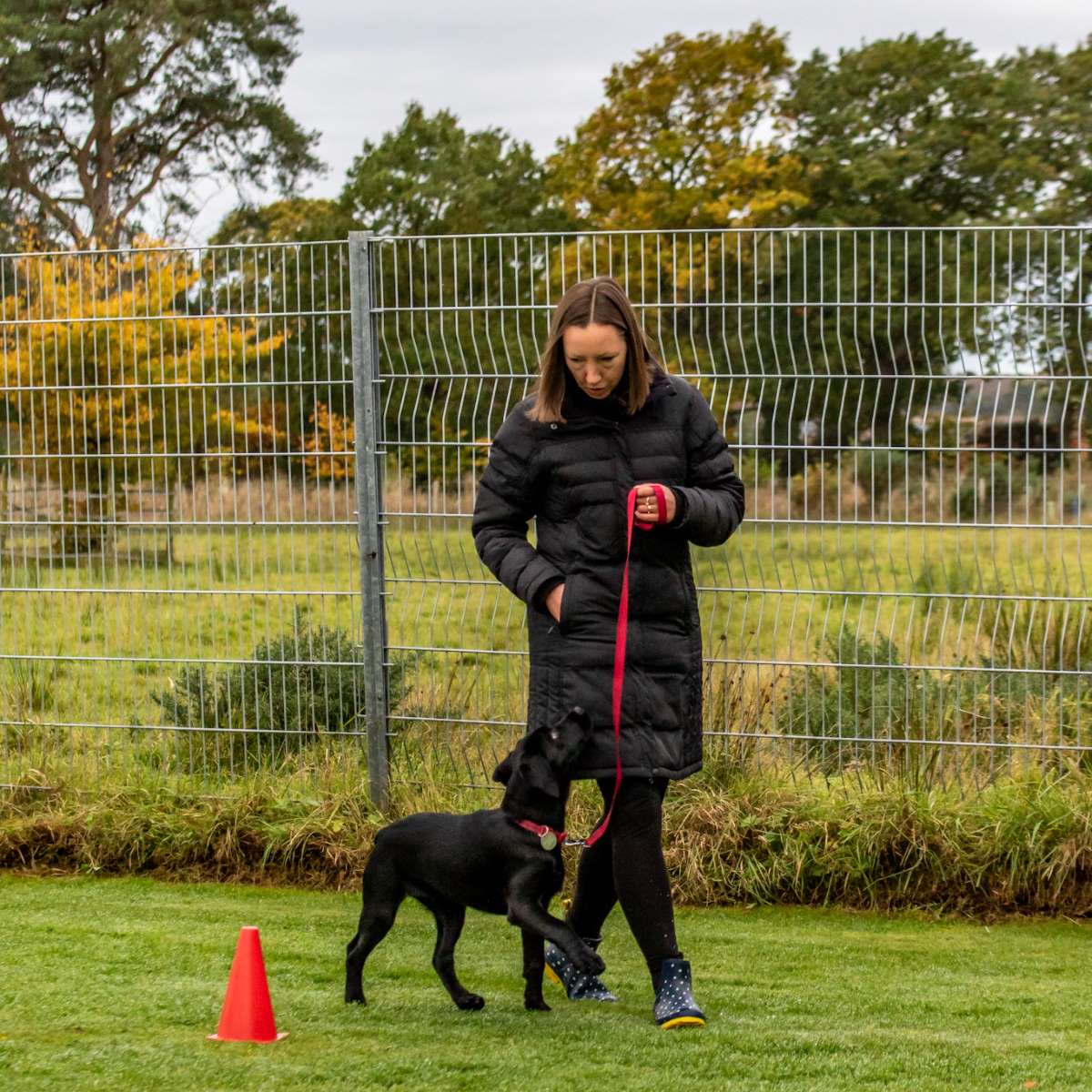 1 to 1 dog training and behaviour support Carlisle, Cumbria